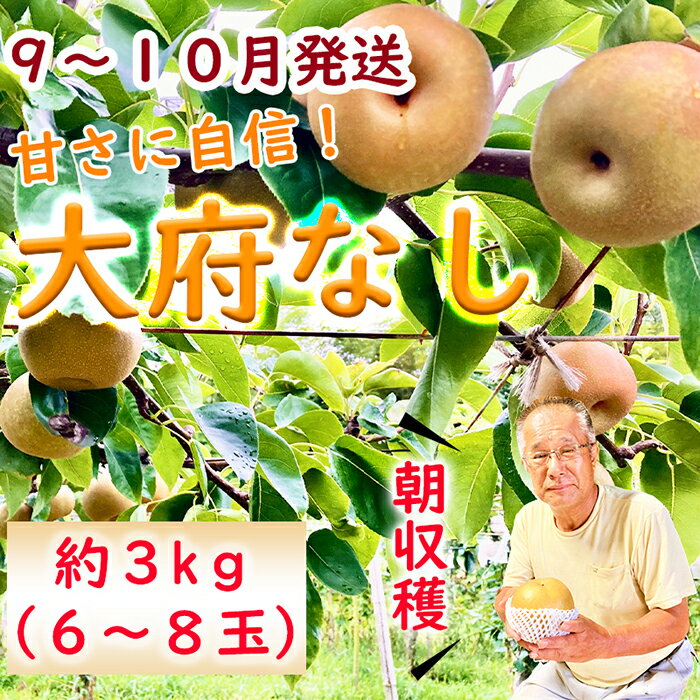 【ふるさと納税】［数量限定・朝収穫・9～10月発送］ 「大府なし」梨食べ比べセット（3Kg・6～8玉程）