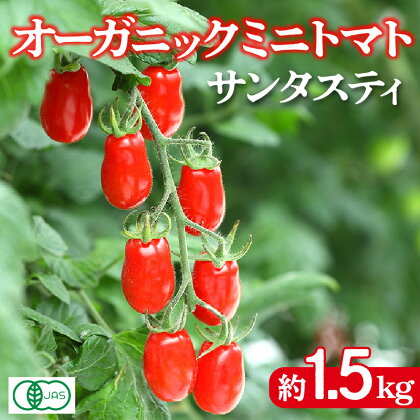 オーガニックミニトマト（サンタスティ）約1.5kg ／ 高糖度 やみつき おやつ 縦長 食感 送料無料 愛知県 特産品