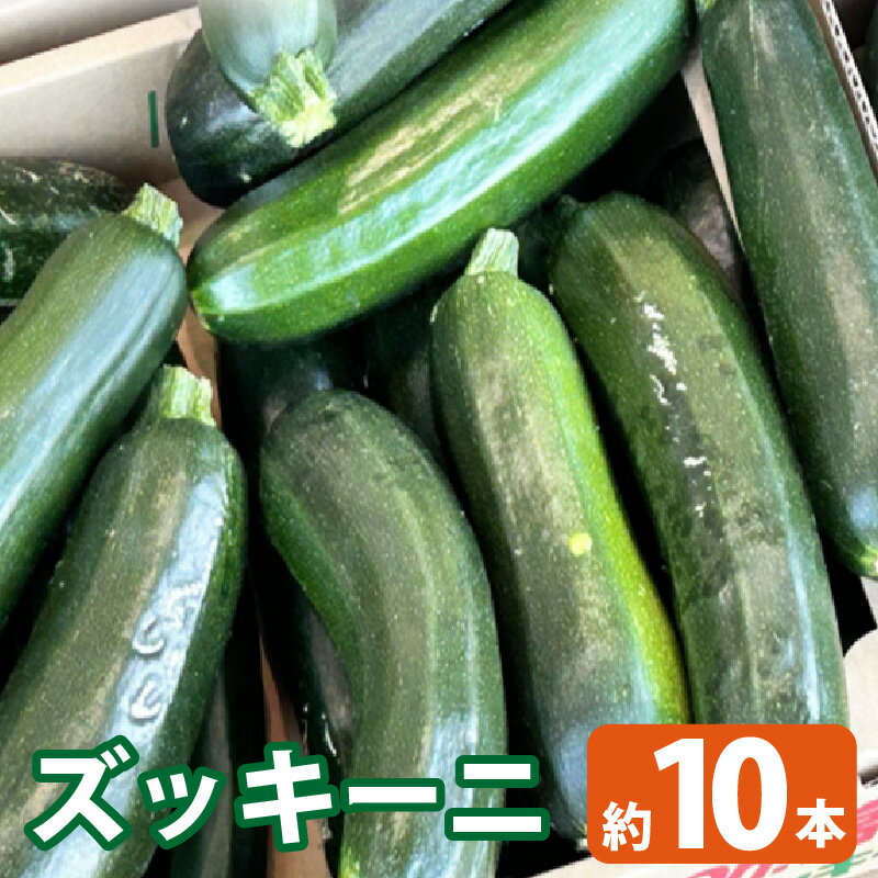 【ふるさと納税】ズッキーニ／ 野菜 やさい 果肉 ウリ科 栄養 送料無料 愛知県 特産品