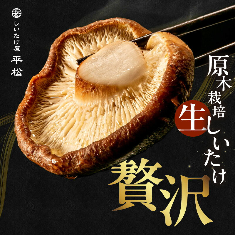 【ふるさと納税】＼季節限定／ 愛知県 知多市産 原木生椎茸【どんこ】約 700g 生しいたけ 希少 肉厚 しいたけ 秋 旬 秋の味覚 香信しいたけ どんこしいたけ 原木露地栽培 無農薬 栽培 平松 贈答品 希少 特産品《 2025年11月下旬から順次発送予定》送料無料