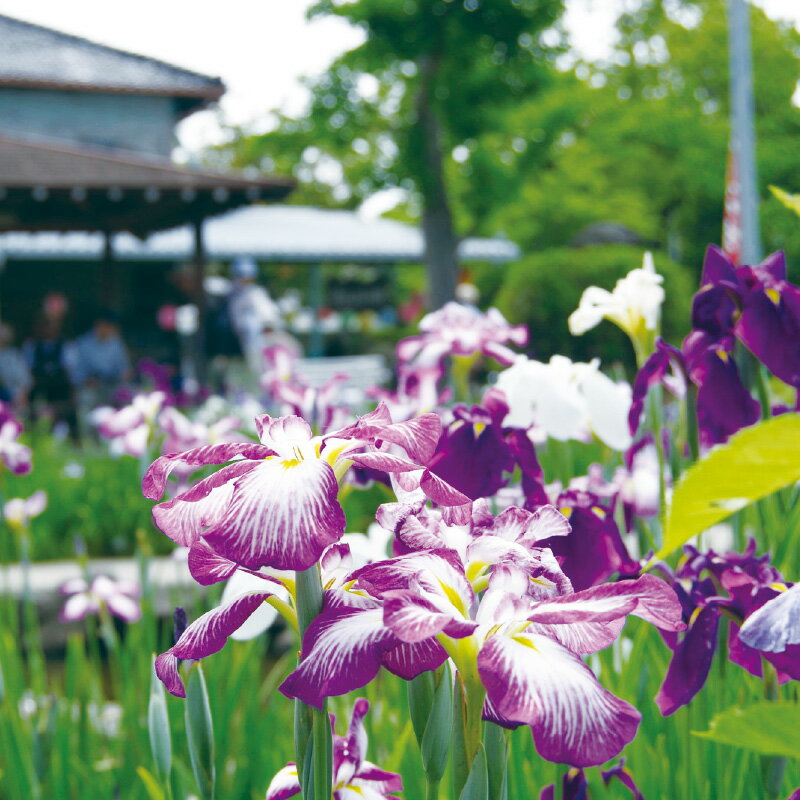 愛知県知立市の画像3