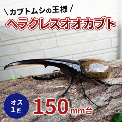 【ふるさと納税】カブトムシの王様 ヘラクレスオオカブト オス1匹 150mm台　【 生き物 昆虫 生体 かっこいい 虫好き 昆虫好き 男の子 虫 子供 孫 プレゼント 贈り物 】