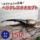 【ふるさと納税】カブトムシの王様 ヘラクレスオオカブト オス1匹 150mm台 【 生き物 昆虫 生体 かっこいい 虫好き 昆虫好き 男の子 虫 子供 孫 プレゼント 贈り物 】