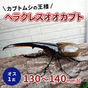 【ふるさと納税】カブトムシの王様 ヘラクレスオオカブト オス1匹130～140mm台 【 生き物 昆虫 生体 かっこいい 虫好き 昆虫好き 男の子 虫 子供 孫 プレゼント 贈り物 】