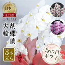 【ふるさと納税】高評価★4.8 胡蝶蘭 大輪 3本立ち (30輪以上) 高評価★4.8 白 ピンク 白赤 ラッピング 中村洋ラン 陶器鉢寄せ植え ギフト 鉢花 ...