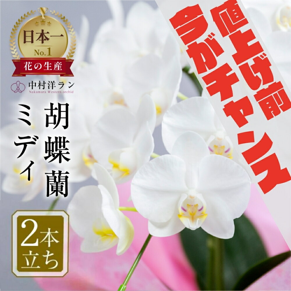 花・観葉植物(鉢花)人気ランク4位　口コミ数「17件」評価「4.94」「【ふるさと納税】《5月末金額改定》 胡蝶蘭 ミディ 中村洋ラン 白色 2本立ち (16輪～20輪) 陶器鉢寄せ植え ギフト 鉢花 蘭 プレゼント 洋ラン 生花 お花 お祝い お供え 開店祝い 冠婚葬祭 蘭 新築祝い 記念日 母の日 贈り物 母の日 誕生日 田原市 10000円 1万円」