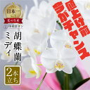 楽天愛知県田原市【ふるさと納税】《5月末金額改定》 胡蝶蘭 ミディ 中村洋ラン 白色 2本立ち （16輪～20輪） 陶器鉢寄せ植え ギフト 鉢花 蘭 プレゼント 洋ラン 生花 お花 お祝い お供え 開店祝い 冠婚葬祭 蘭 新築祝い 記念日 母の日 贈り物 母の日 誕生日 田原市 10000円 1万円