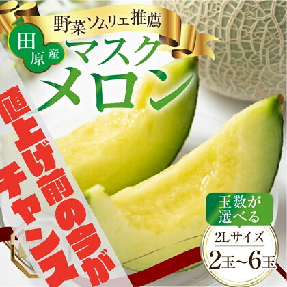 《5月末金額改定》先行予約 マスクメロン 選べる玉数 2玉 3玉 5玉 6玉 2L〜3L サイズ メロン 発送時期が選べる カラーギフト箱入り 大玉 めろん フルーツ 秀品 2024年6月下旬〜8月上旬発送 愛知県 田原市 伊良湖産 渥美半島 ギフト プレゼント 人気