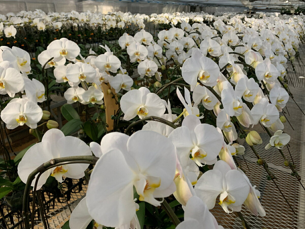 愛知県田原市の画像3