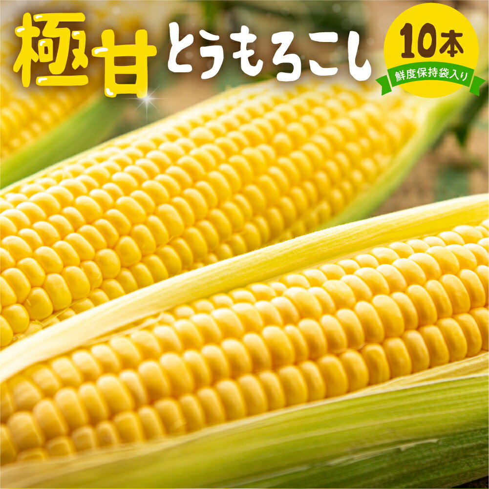 【ふるさと納税】平均糖度20以上 極甘とうもろこし 10本 鮮度保持袋入り 朝採り 大粒 人気 朝採り 産地直送 甘い 簡単調理 レンジ 冷蔵 まるで フルーツ 送料無料 数量限定 コーン 先行予約 お取り寄せ トウモロコシ コーン 10000円 一万円 1万円･･･