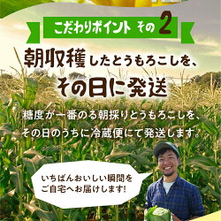 【ふるさと納税】平均糖度20以上 極甘とうもろこし 10本 鮮度保持袋入り 朝採り 大粒 人気 朝採り 産地直送 甘い 簡単調理 レンジ 冷蔵 まるで フルーツ 送料無料 数量限定 コーン 先行予約 お取り寄せ トウモロコシ コーン 10000円 一万円 1万円･･･ 画像2