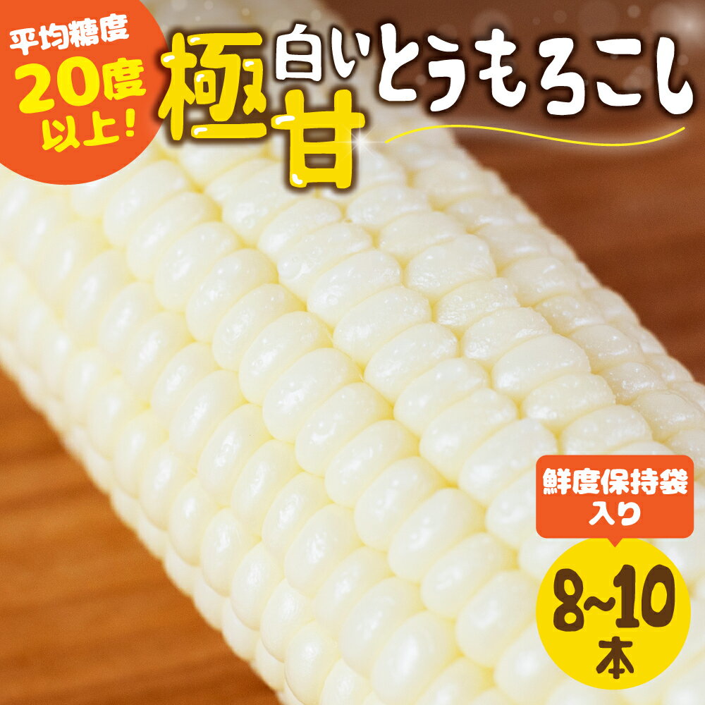 [先行予約]高評価 平均糖度20以上 白い極甘とうもろこし 8本〜10本 発送時期が選べる 朝採り 人気 甘い 簡単調理 まるで フルーツ 送料無料 高レビュー 数量限定 2025年 先行予約
