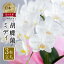 【ふるさと納税】胡蝶蘭 ミディ 中村洋ラン 白色 3本立ち (25輪〜30輪) 陶器鉢寄せ植え ギフト 鉢花 蘭 プレゼント 洋ラン 生花 お花 花 お祝い 開店祝い 母の日 開店 新築祝い 記念日 贈り物 【渥美半島たはらブランド】 田原市 お供え 23,000円