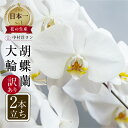 【ふるさと納税】胡蝶蘭 大輪 白色 2本立ち 訳あり (15輪以上) 中村洋ラン 陶器鉢寄せ植え ギフト 鉢花 蘭 プレゼント 洋ラン 生花 お花 お祝い 贈り...