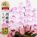 【ふるさと納税】高評価☆4.8 胡蝶蘭 ミディ 中村洋ラン ピンク 3本立ち (25輪〜30輪) 陶器鉢寄せ植え ギフト 鉢花 蘭 プレゼント 洋ラン 生花 お...