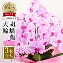 【ふるさと納税】胡蝶蘭 大輪 ピンク 3本立ち (30輪以上) 中村洋ラン 陶器鉢寄せ植え ギフト 鉢花 蘭 プレゼント 洋ラン 生花 お花 お祝い 開店祝い ...