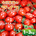 【ふるさと納税】【先行予約】今川農園のミニトマト アイコ 選べる1~3kg 先行予約受付 期間限定 季節限定 野菜 国産 完熟 やさい フルーツ トマト 完熟 千果 ミニトマト イエロー プチトマト イエロートマト プチ お弁当 贈り物 おやつ サラダ 送料無料 産地直送