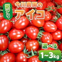 【ふるさと納税】【先行予約】今川農園のミニトマト 訳ありアイコ 選べる1~3kg 先行予約受付 期間限定 季節限定 野菜 国産 完熟 やさい フルーツ トマト 完熟 千果 ミニトマト イエロー プチトマト イエロートマト プチ お弁当 贈り物 おやつ サラダ 送料無料 産地直送