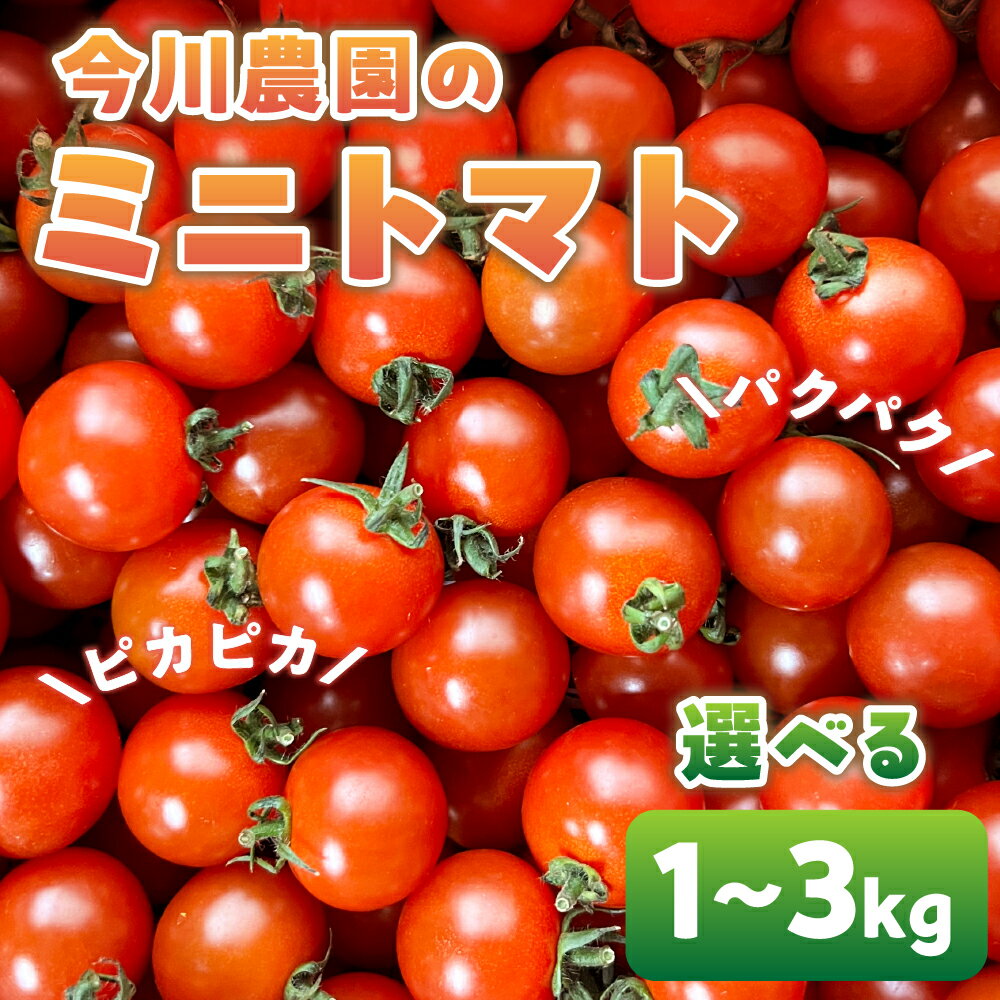 [先行予約]今川農園のミニトマト 選べる1〜3kg 先行予約受付 期間限定 季節限定 野菜 国産 完熟 やさい フルーツ トマト 完熟 千果 ミニトマト プチ お弁当 贈り物 おやつ サラダ 送料無料 産地直送