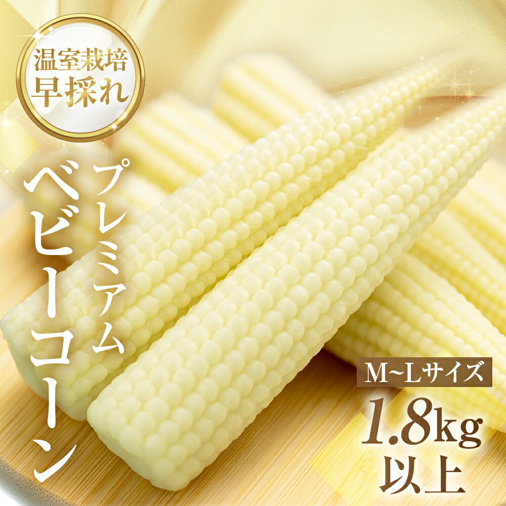 [先行予約]温室栽培 早採れ プレミアム ベビーコーン 1.8kg以上 20本~25本 M〜Lサイズ コーン ヤングコーン とうもろこし トウモロコシ 旬 予約 Seaside Agriculture