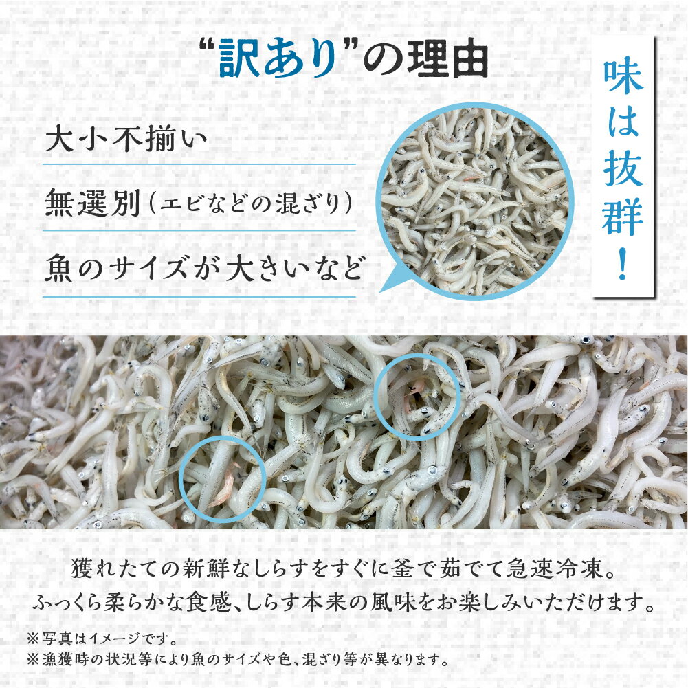 【ふるさと納税】《5月末金額改定》 無選別 しらす 2kg 訳あり 不揃い しらす干し ごはんのお供 『田原市産』　おつまみ 酒の肴 便利 家飲み しらす丼 グルメ 食品 田原市 魚 海鮮 シラス 白子 送料無料 産地直送