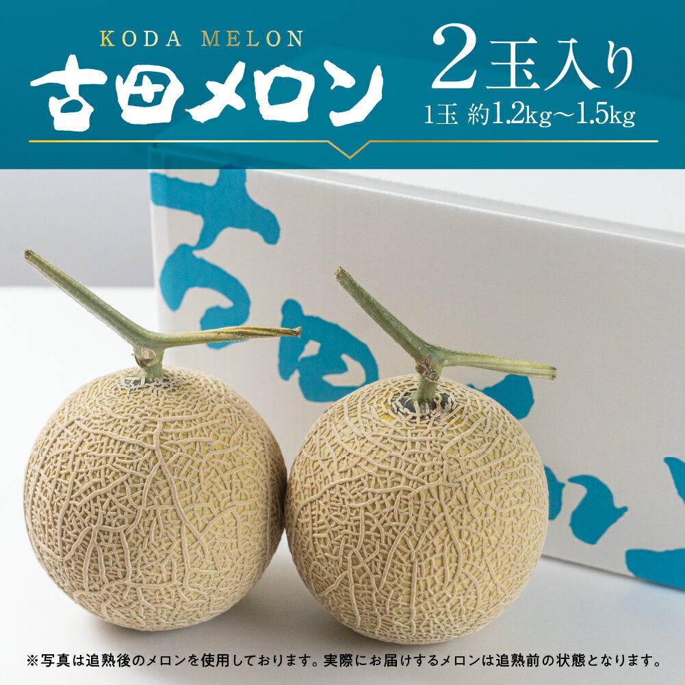 【ふるさと納税】＼先行予約／ 古田メロン 2玉 石井農園 2024年7月上旬発送開始 稀少な品種 純系 メロン 純系 箱詰め メロン めろん フルーツ 果物 お取り寄せ 渥美半島 産地直送 幻 希少品 田原市 送料無料 20,000円