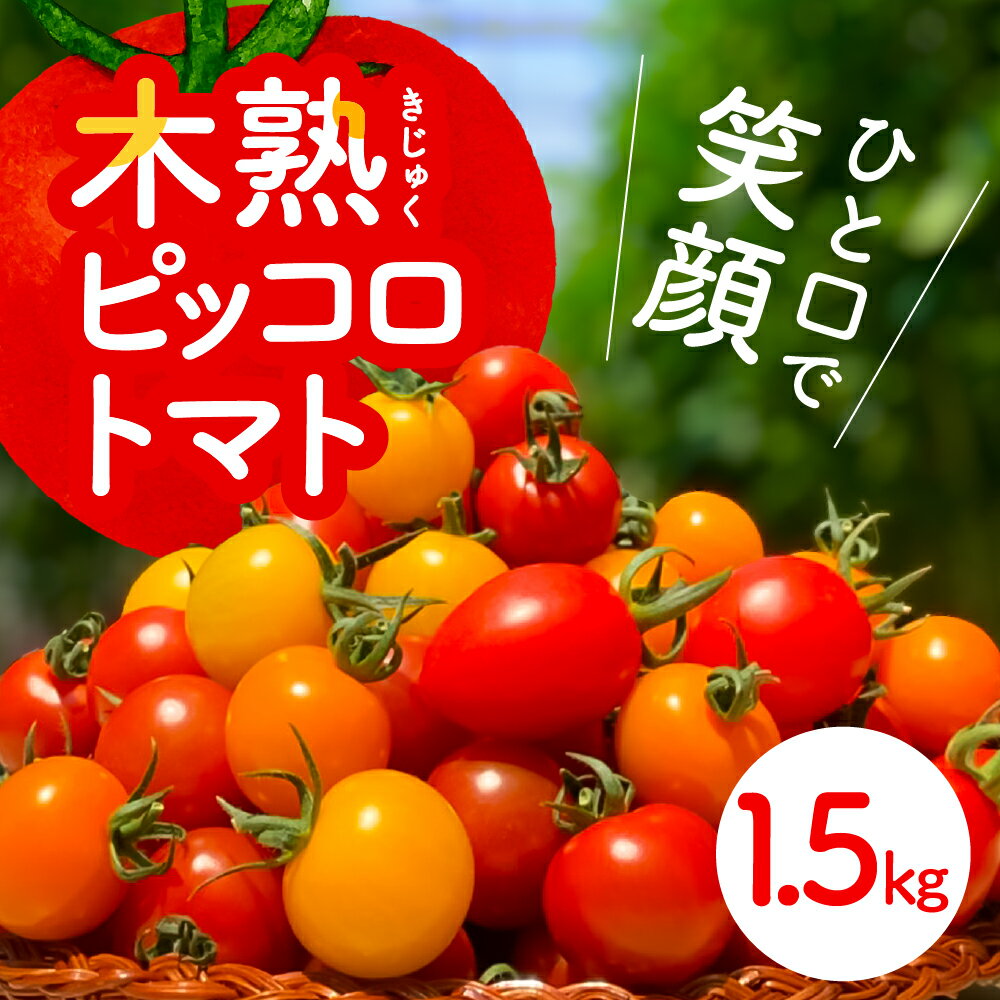 【ふるさと納税】ピッコロ トマト 1.5kg 先行予約受付 期間限定 季節限定 野菜 国産 完熟 やさい フルーツ トマト 完熟 ミニトマト プ..