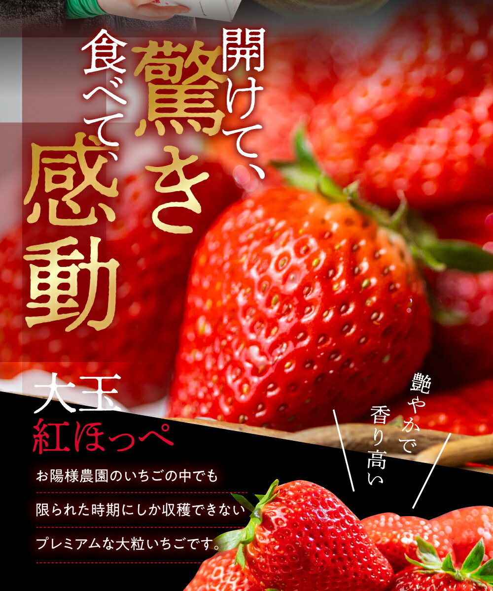 【ふるさと納税】【先行予約】プレミアムいちご 紅ほっぺ 8粒 2シート 2025年1月下旬～発送開始 イチゴ いちご 激甘 苺 激甘 果物 くだもの 激甘 フルーツ 激甘 お陽様農園 特別 大粒 大玉 事前予約 期間限定 数量限定 お取り寄せ 田原市 渥美半島 産地直送 送料無料