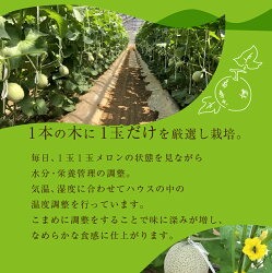 【ふるさと納税】 マスクメロン 3玉 (4〜5キロ) カラーギフト箱入り メロン 野菜ソムリエ推薦　数量限定 先行予約 渥美半島 伊良湖潮風育ち 【2023年6月下旬〜8月上旬発送】 田原市 伊良湖産 ギフト プレゼント お取り寄せ 渥美半島 産地直送 送料無料 15000円･･･ 画像2