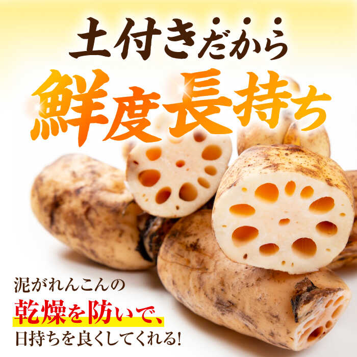 【ふるさと納税】＼選べる容量／ れんこん （2kg/5kg）蓮根 土付き蓮根 れんこん レンコン 愛知県産 野菜 産地直送 愛西市 / 清水食品 [AEAJ001]