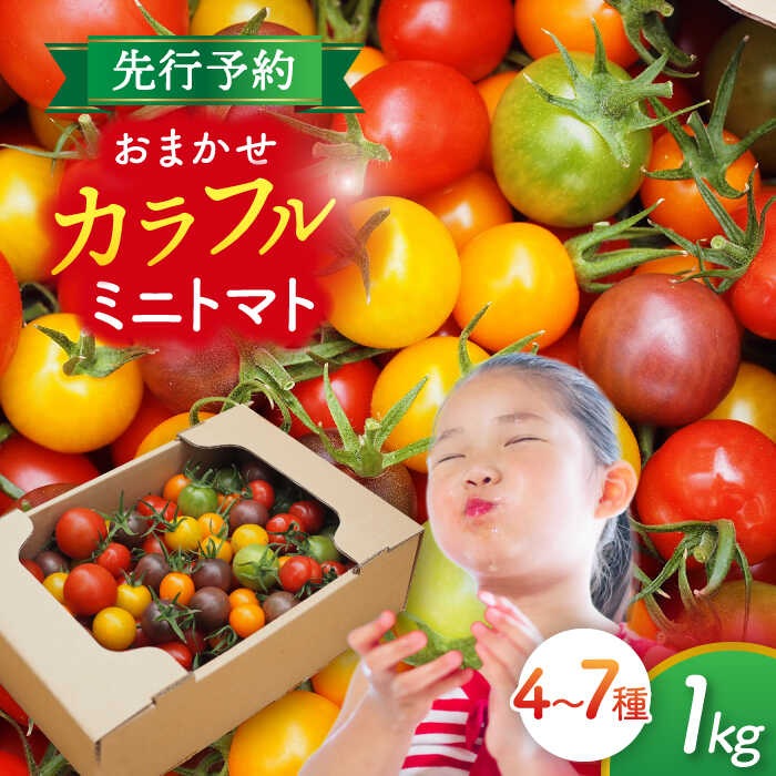 33位! 口コミ数「0件」評価「0」いろどりあざやか カラフルミニトマト 1.8kg　野菜 ミニトマト サラダ 愛西市/石原農園[AEBG001]