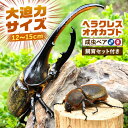 【ふるさと納税】【配送不可地域:北海道・沖縄・離島】ヘラクレスオオカブト成虫ペア(オスサイズ120mm〜150mm)飼育セット付き 愛西市 / 艶麗[AEDD0...