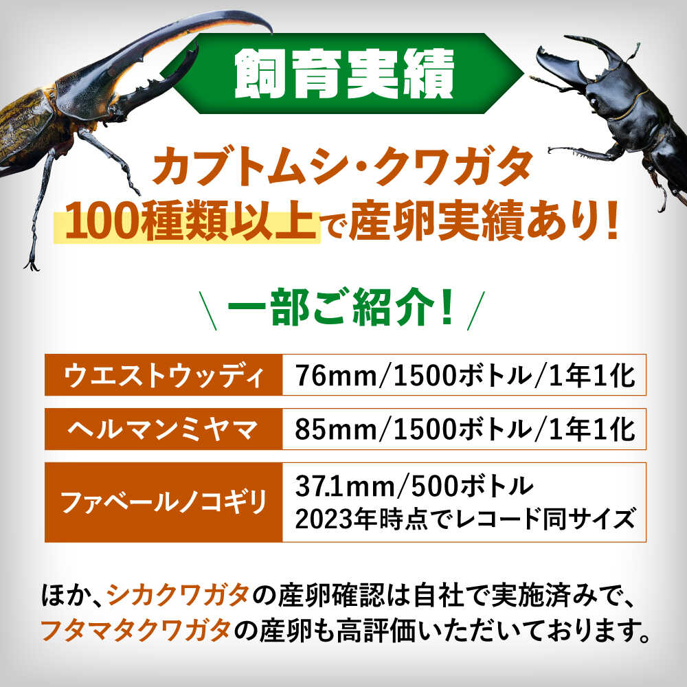 �ڤդ뤵��Ǽ�ǡۥ��֥ȥॷ ���塞�� ������黺��ޥå� ������ / ����[AEDD005]