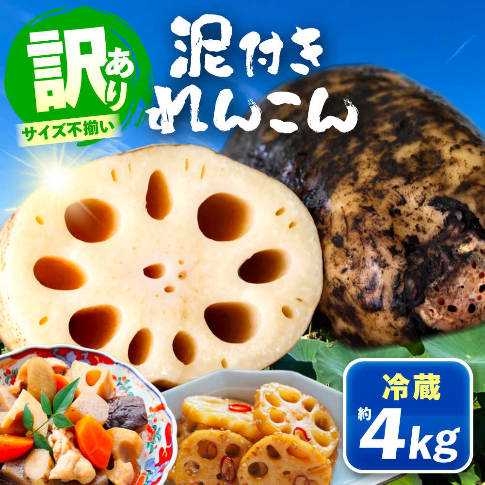 訳あり 泥付きれんこん 4kg (冷蔵) 野菜 レンコン 愛西市 / JAあいち海部れんこんセンター[AEDK002]