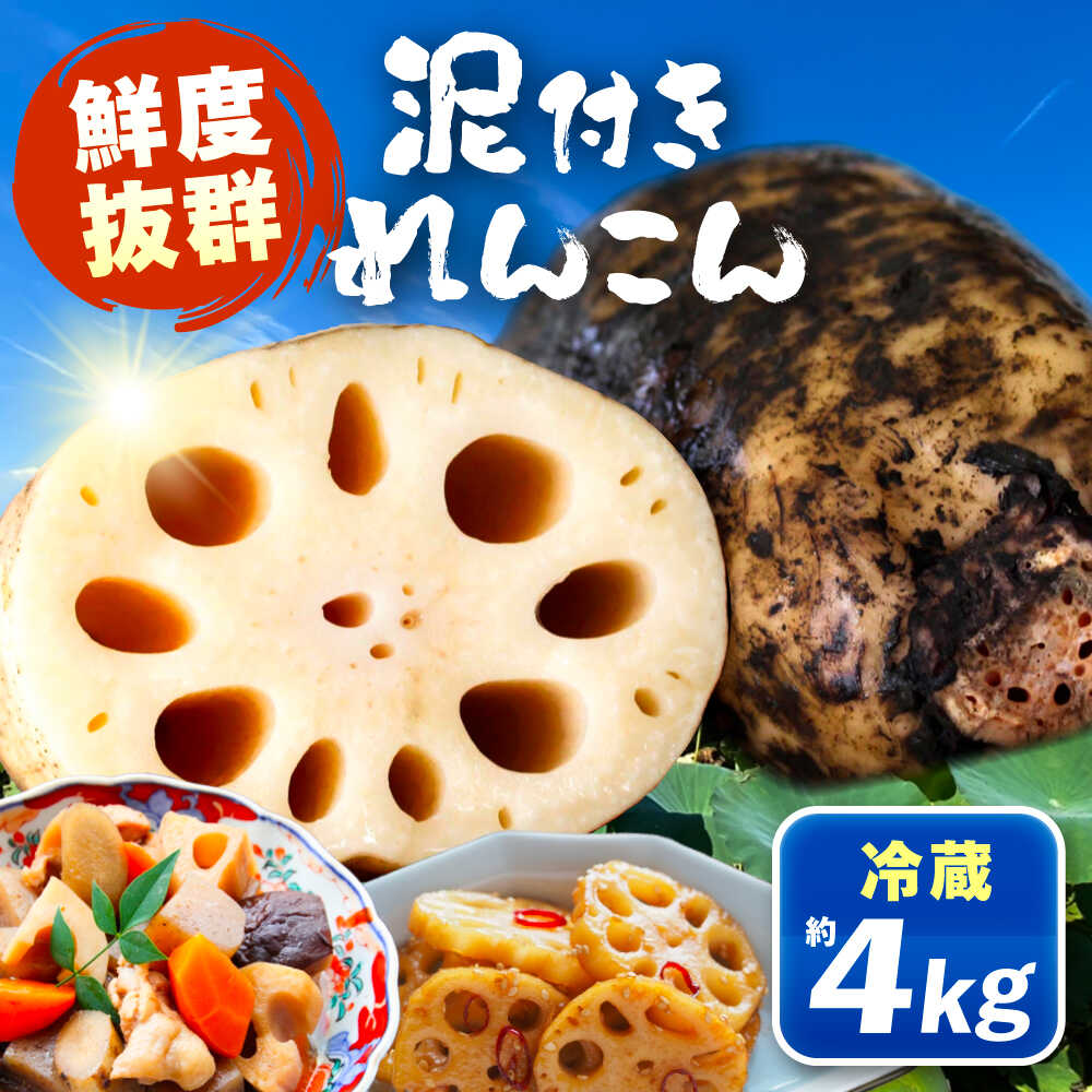 泥付きれんこん 約4kg （冷蔵） 野菜 レンコン 愛西市 / JAあいち海部れんこんセンター[AEDK004]