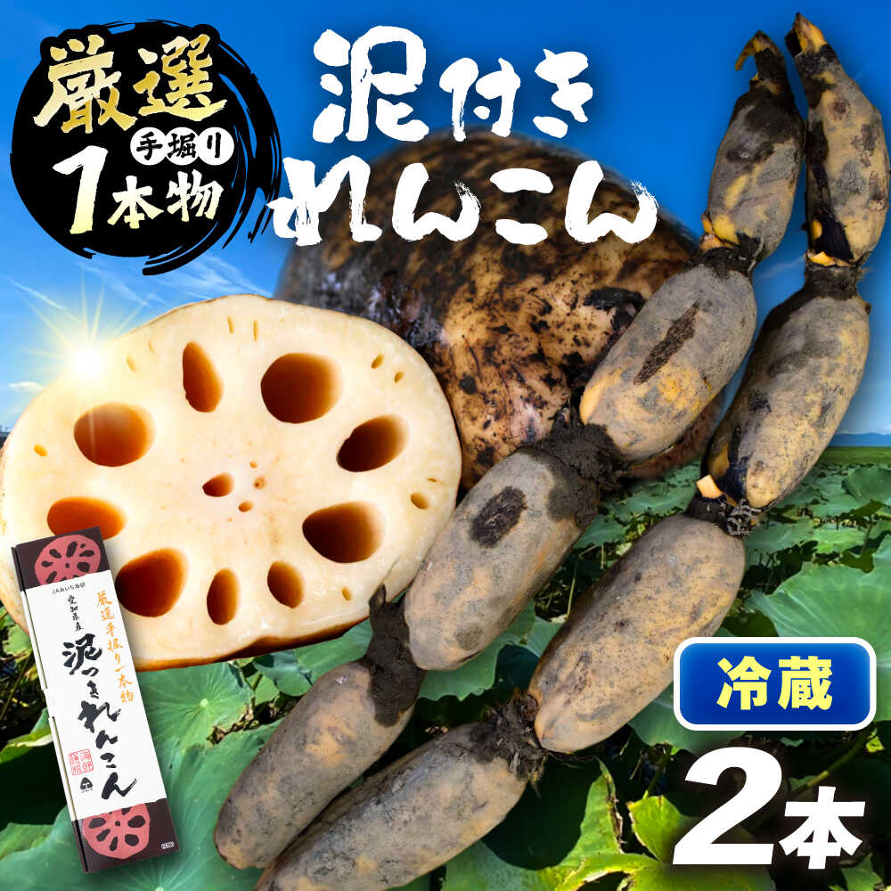 厳選 泥付きれんこん 2本 手掘り1本物 （冷蔵） 野菜 レンコン 愛西市 / JAあいち海部れんこんセンター[AEDK006]