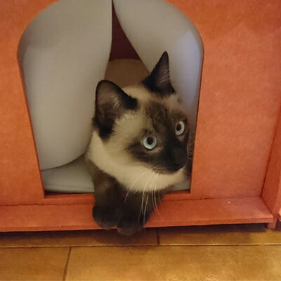 愛知県北名古屋市の画像3