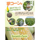 【ふるさと納税】【2025年度】愛知県みよし市産 朝採り「夢コーン。」Lサイズ20本セット 数量限定【配送不可地域:離島・沖縄県】【1623771】