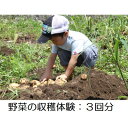 【ふるさと納税】野菜の収穫体験 3回分【1404993】