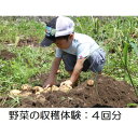 【ふるさと納税】野菜の収穫体験 4回分【1404994】