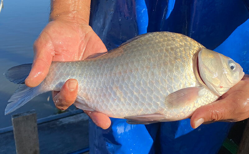 【ふるさと納税】佐屋川 へらぶな釣り感謝券50...の紹介画像3