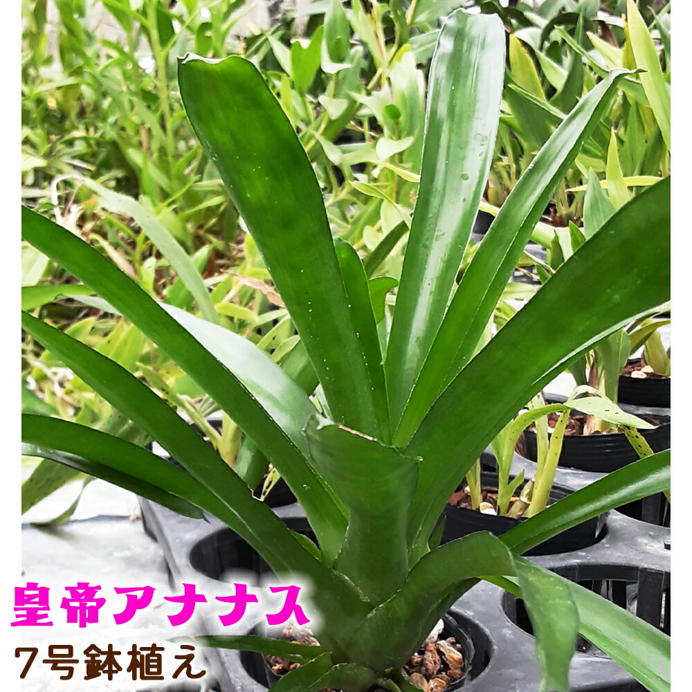 皇帝アナナス 7号 鉢植え [0478] 観葉植物 インテリア