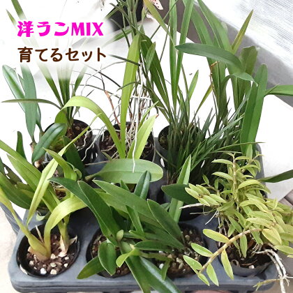 洋ランMIX 育てるセット [0480] らん 蘭 観葉植物 インテリア