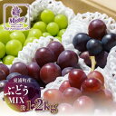 【ふるさと納税】東浦町産 ぶどうMIX【選べる量 約1〜2kg】種なし巨峰とプレミアム品種! 食べ比べ 期間限定 フルーツ 葡萄 巨峰 旬の果物 贈り物 愛知県...