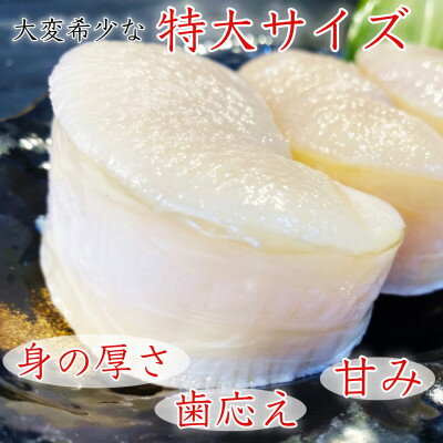 【ふるさと納税】岬だよりの【大変希少な】特大サイズ 平貝むき身セット 約500g【配送不可地域：離島】【1337715】