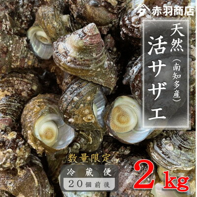 南知多町産 活サザエ 約2kg (20個前後)[配送不可地域:離島・北海道・沖縄県・東北・中国・四国・九州]