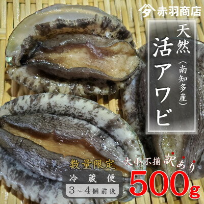 【ふるさと納税】訳あり 南知多町産 天然活アワビ 約500g (2～4個) 捌き方のレシピ付き 大小不揃い【配送不可地域：離島・北海道・沖縄県・東北・中国・四国・九州】【1443345】