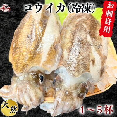 岬だよりの[数量限定!無くなり次第終了!]お刺身用天然コウイカ1.2kg(4〜5杯)[配送不可地域:離島]