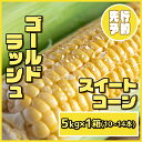 【ふるさと納税】 【先行予約 6月下旬から出荷】 スイートコーン 5kg 10〜14本 冷蔵 国産 とうもろこし 先行予約 数量限定 コーン 野菜 新鮮 焼き ...