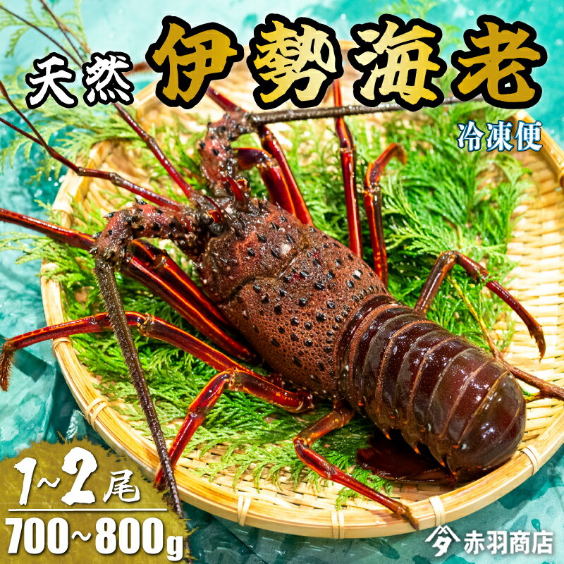 【ふるさと納税】 国産 天然 伊勢海老 1~2匹 (計700g~800g) 南知多町産 冷凍 海鮮 活〆 イセエビ 刺身 塩焼き 刺し身 伊勢 海老 活き〆 えび 味噌汁 海鮮 新鮮 魚介 海の幸 人気 おすすめ ふるさと納税えび ふるさと納税エビ ふるさと納税海老 愛知県 南知多町のサムネイル
